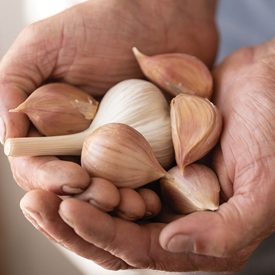 Music Organic Garlic Bulbs