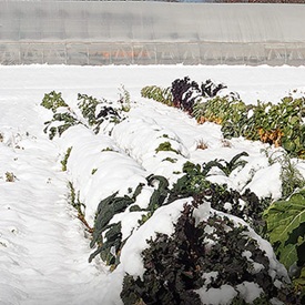 A Guide to Winter-Harvest Crops & Overwintering for Spring Harvest