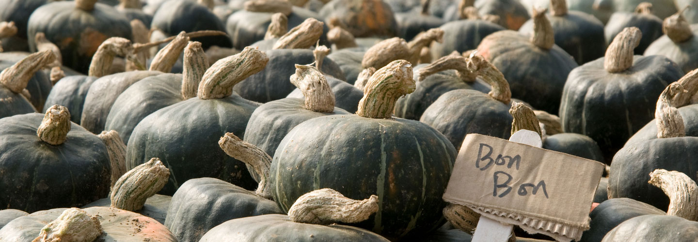 Mixed Winter Squash