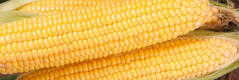 Close up of the shucked ears of one of Johnny's sweet corn varieties.